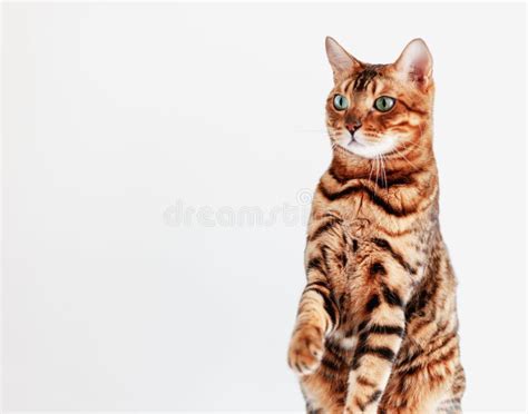 Beautiful Cute Bengal Cat With Bright Green Eyes Sits On A White