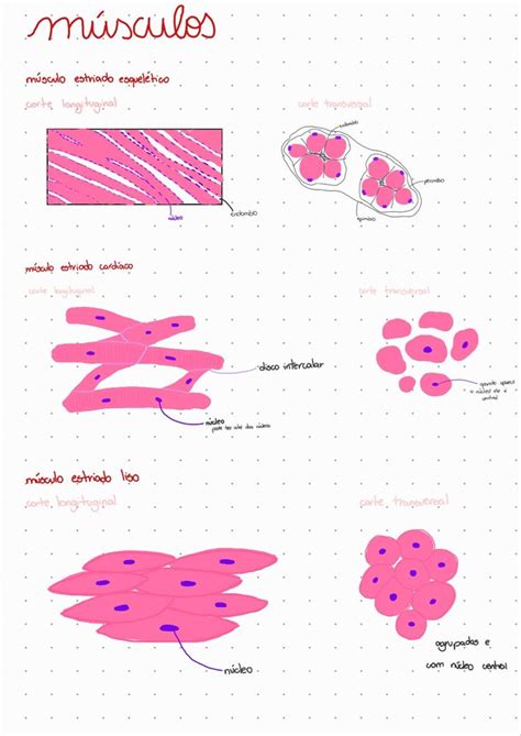 Pin Em Histologia