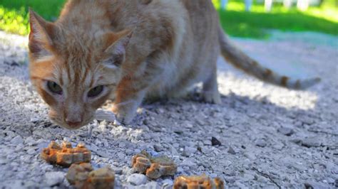 Homemade Cat Treats: Tasty Turkey Triangles | BeChewy