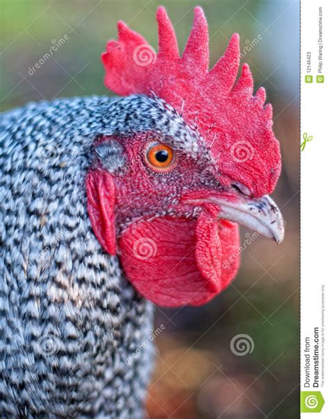 Rooster Stock Image Image Of Roam Magnificant Poultry 12146423