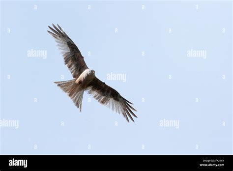 Red kite, bird of prey portrait Stock Photo - Alamy