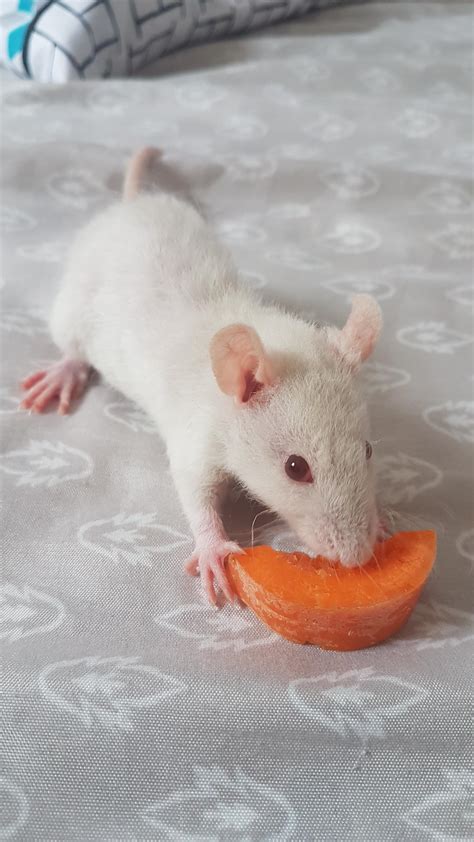 This is Mika. She loves carrots. : r/RATS