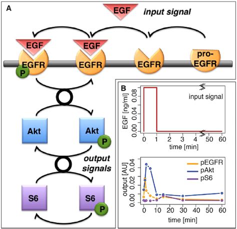 The Egf Dependent Akt Pathway And An Initial Dataset A Diagram Of