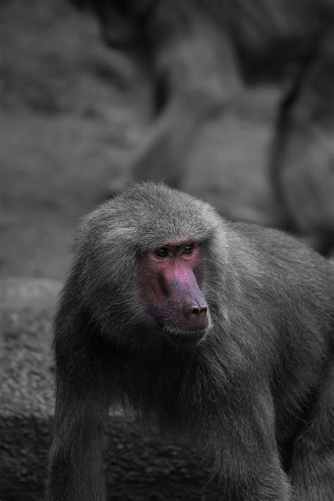 Red Face Baboon Photograph by Jason Gilbert - Fine Art America