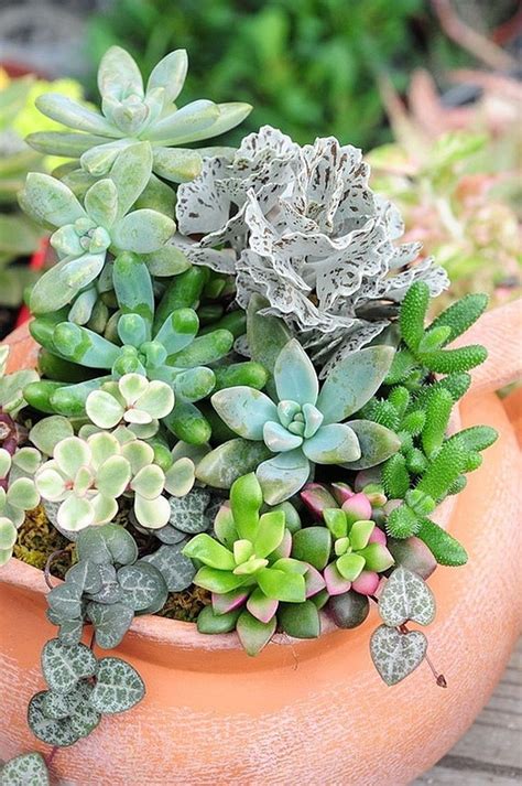 Beautiful Mixed Potted Succulent 15 Succulents Succulent Gardening