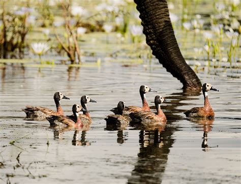 Kruger Park: Wildlife Photography :: Behance