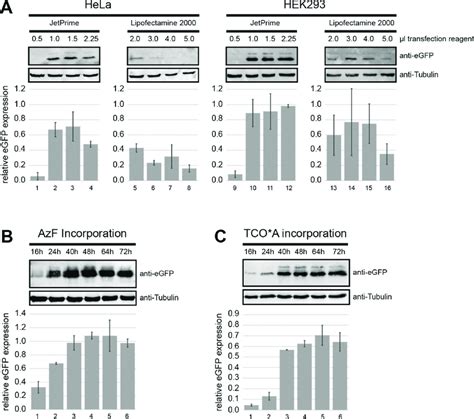 Evaluation Of Transfection Conditions And Expression Time A EGFP AzF