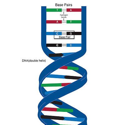 Base Pair - Biology Simple