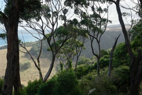 Free Images Montains Sky Trees Houses Blue Green Cloud Plant