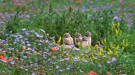 Bing HD Wallpaper May 16, 2022: Burrowing owls - Bing Wallpaper Gallery