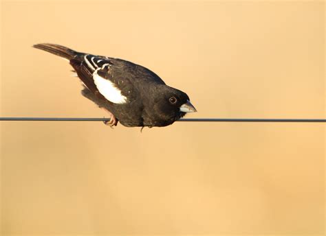 Lark Bunting Our State Bird Here In Colorado Sporting Hi Flickr