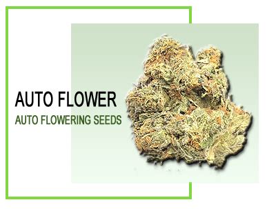 Autoflower Seeds - Seeds and Clones