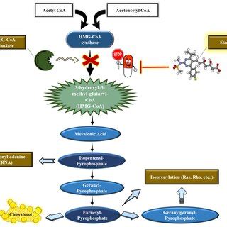 Statins Mechanism Of Action Statins Inhibit The Hmg Coa Reductase To