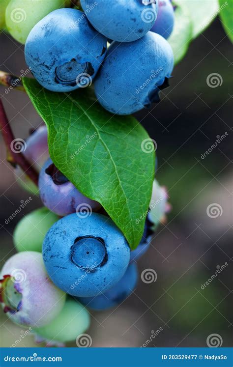 Close Up Of Ripe Blueberries Vertical Shot Stock Image Image Of Ripe