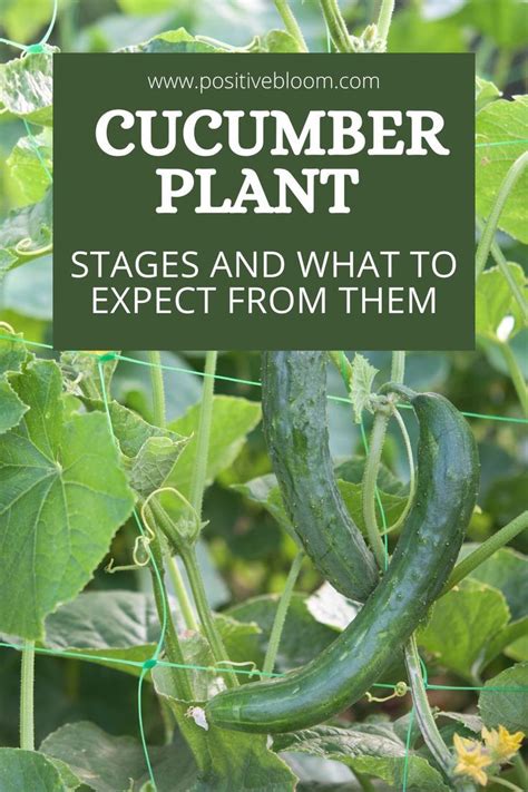 The Cucumber Plant Stages And What To Expect From Them Cucumber Plant