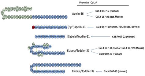 ELABELA Activator Of APJ Apelin Receptor Signaling Promotes