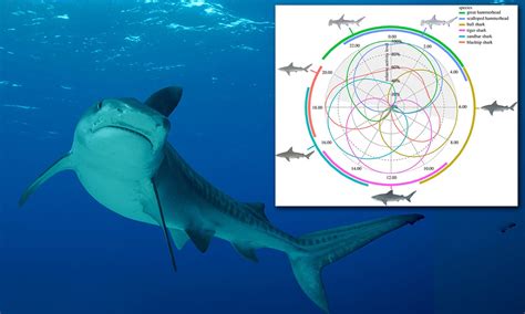 Tiger Shark Vs Bull Shark