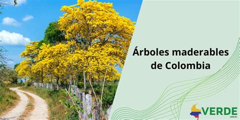 Procedimiento para tala de árboles Colombia Verde