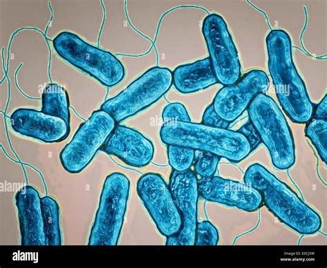 Legionella pneumophila Stock Photo: 69119173 - Alamy