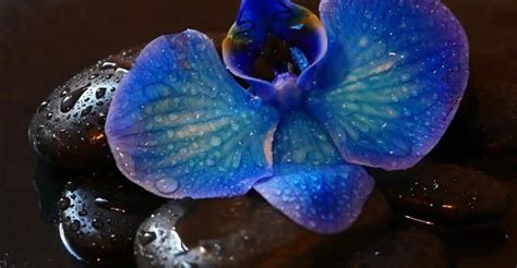 How to take care of a BLUE MYSTIQUE ORCHID - Gardenzy