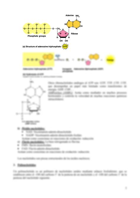 SOLUTION Apuntes Acidos Nucleicos Studypool