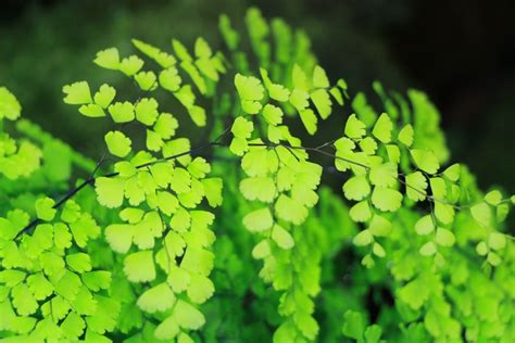 Adiantum Helecho Culantrillo Cuidados Informaci N Houseplant Central