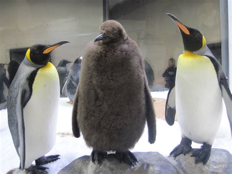 Melbourne Penguin Encounter Sea Life Melbourne Aquarium