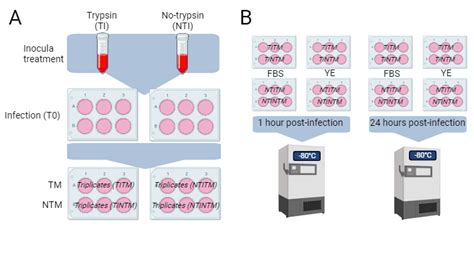 Cell culture experiment Workflow | BioRender Science Templates