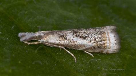 Elegant Grass Veneer Moth Microcrambus Elegans Bugguidenet