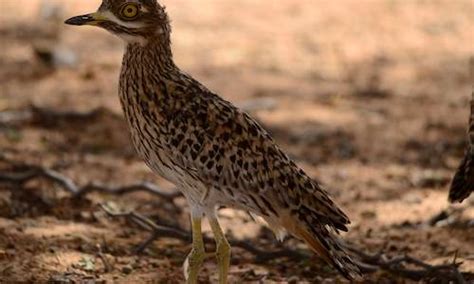 Birds Of South Africa