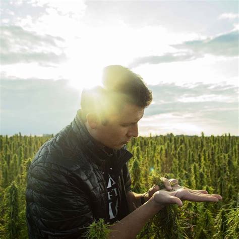 How To Harvest Hemp A Step By Step Guide Cbd Magnates