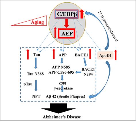 Thy1 ApoE4 C EBPβ double transgenic mice act as a sporadic model with