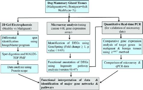 The overview of the methodology used for gene expression profiling and ...