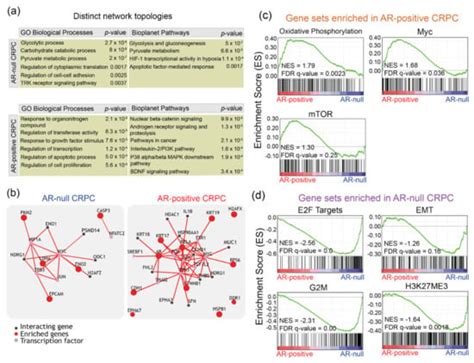 Cancers Free Full Text Proteomic And Transcriptomic Profiling