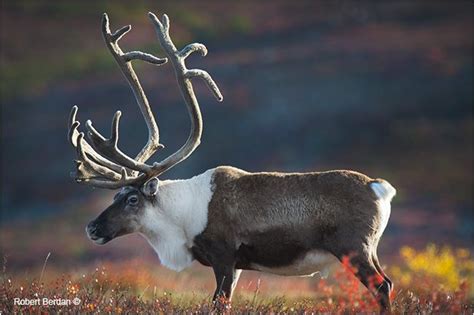 Raner Tarandus Caribou On The Tundra By Robert Berdan © Caribou