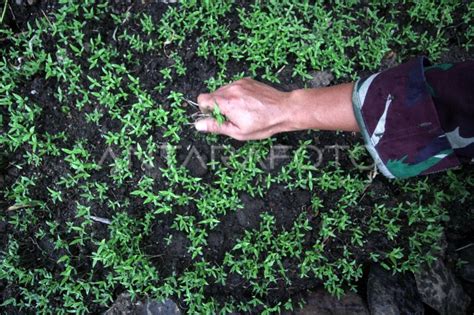 Operasi Ladang Ganja Untuk Indonesia Bersinar Antara Foto