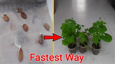 How To Germinate Bitter Melon Seeds Faster Youtube