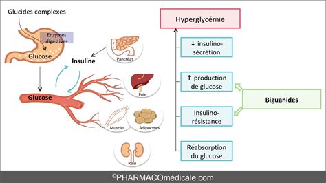 PDF Utilisation des antisécrétoires gastriques et autres médicaments