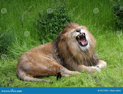 Lions Roar stock image. Image of lion, mane, carnivore - 5517363