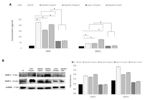 IJMS Free Full Text Adiponectin And Leptin Exert Antagonizing