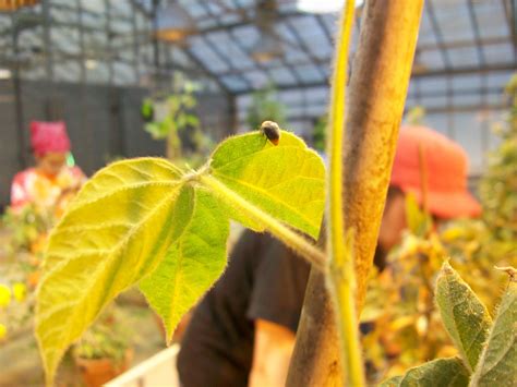 Turner Greenhouses: Series 1 – Club Insecta