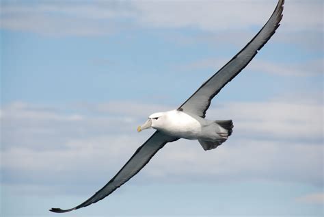 Albatross Wallpapers Images Photos Pictures Backgrounds