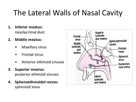 Surgical Anatomy Of Nose Mah