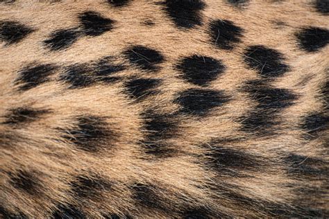 Cheetah Fur Image Eurekalert Science News Releases