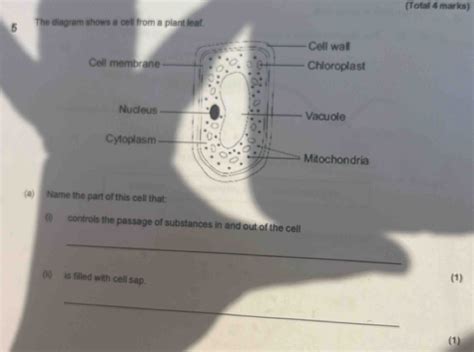 Solved Total Marks The Diagram Shows A Cell From A Plant Leaf