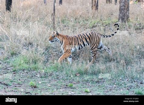 A Dominant Tigress Exploring Its Territory By Crossing The Safari Track On A Hot Summer