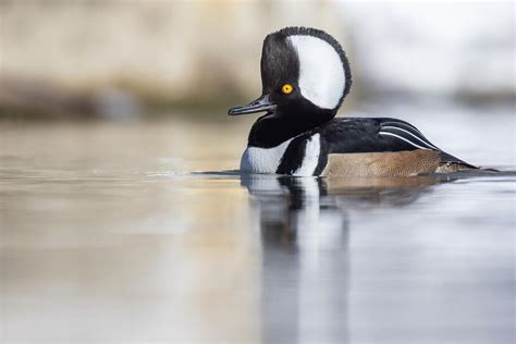 Hooded Merganser Photograph By Mircea Costina Fine Art America