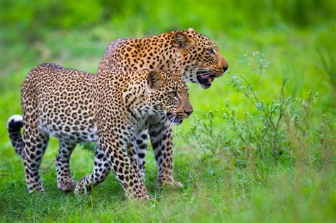 Leopard and Wild Dog – Two Iconic Predators in the BBC series ‘The Hunt ...