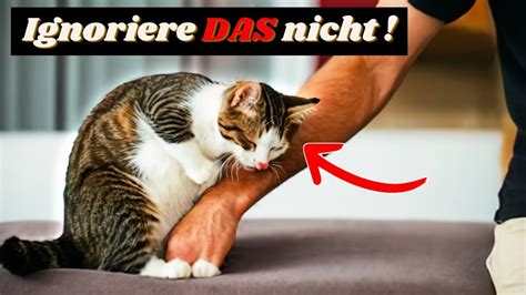 Kritische Geheime Anzeichen Daf R Dass Ihre Katze An Traurigkeit