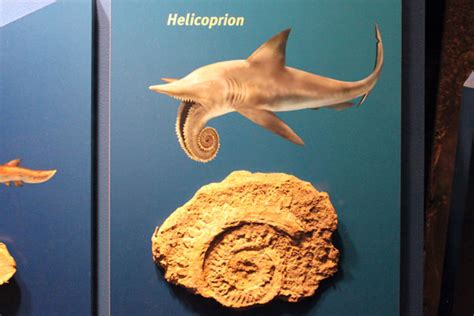 Helicoprion Shark Facts, Habitat, Diet, Fossils, Tooth-whorl, Pictures